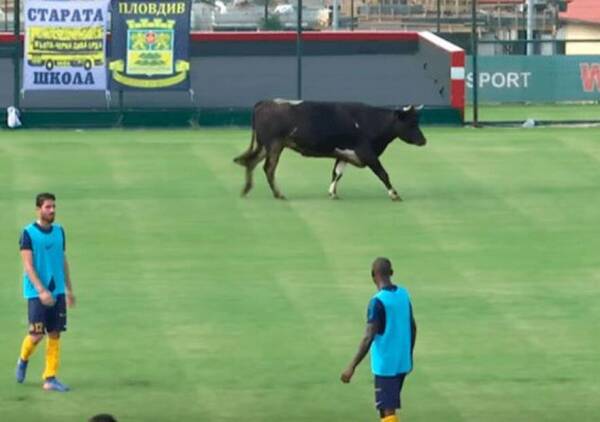 Vaca_cancha_de_futbol